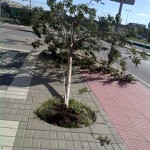 malaga_arboles_caidos